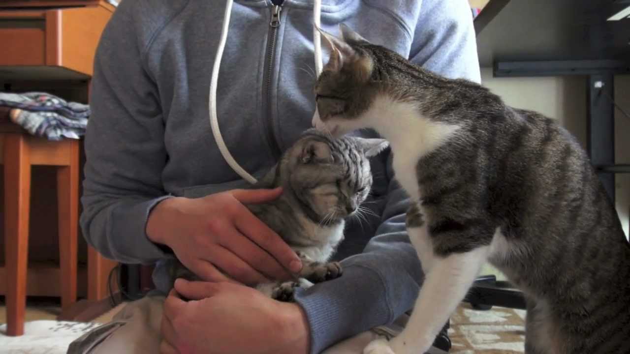 cat quiet after vet visit