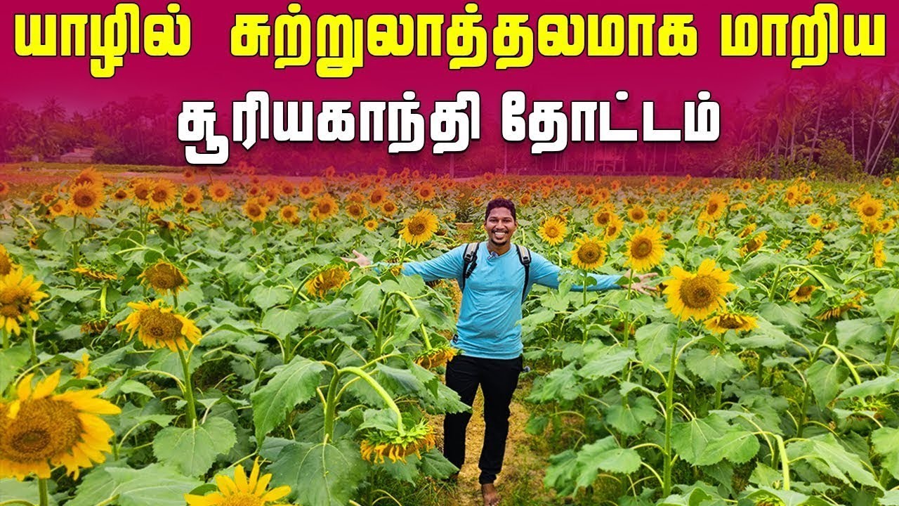 யாழில் உருகும் வீதிகள்😲| பிரமாண்ட சூரியகாந்தி தோட்டம் | Jaffna Sun Flower Garden | Sri Lamka