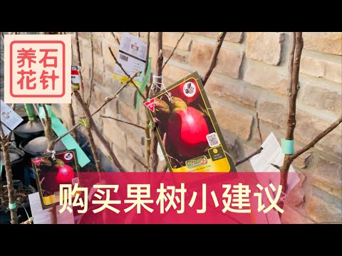 购买果树的一些小建议 - fruit trees