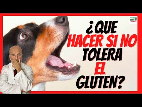 Video: ¿Qué alimento de perro es bueno para una alergia al gluten?