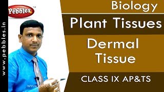 Dermal Tissue : Plant Tissues | Biology | Class 9 screenshot 5