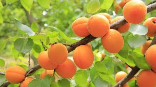 تقليم  أشجار المشمش، تقليم اللوزيات ، موعد تقليم الأشجار  Kayısı  budaması, Pruning apricot trees