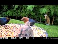2 brown headed cowbirds share food with a mourning dove 6/15/26