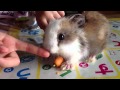 World Cutest Little Bunny Rabbit! - Lucky Latte #007
