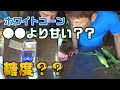 ホワイトコーンの糖度測ってみた