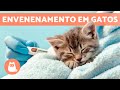 SINTOMAS de um GATO INTOXICADO 🐱⚠️ (5 intoxicações mais comuns)