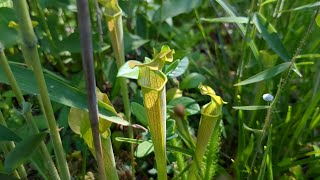 Pitcher Plant Bogs In Baldwin County, Alabama