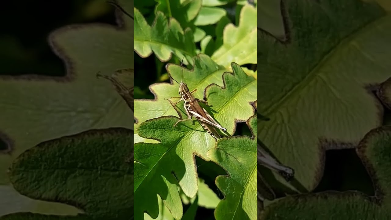 Noisy Grasshopper Chirping September 2023 Pennsylvania USA #grasshopper #nature #shorts
