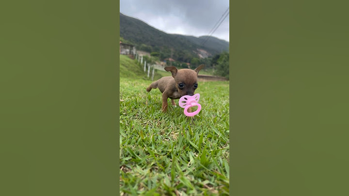 O animal mais bravo que vocês já viram             #humor #comedia # #agro #animals #animal