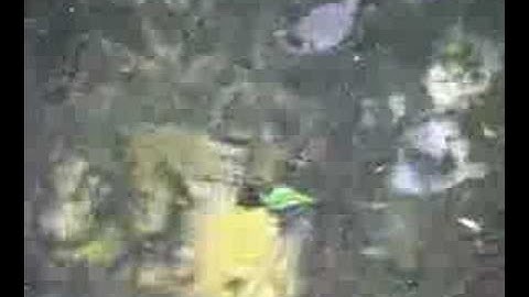 Baby Snapping Turtles on the Move