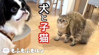 子猫が犬と初めて遭遇したら… 【サイベリアン】