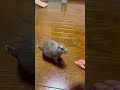 これは成功？#リチャードソンジリス#ピー助#動物#ペット