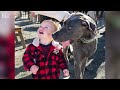 See Sacramento Area Great Danes And Dog Lovers Come Together For Meet-up At SacYard