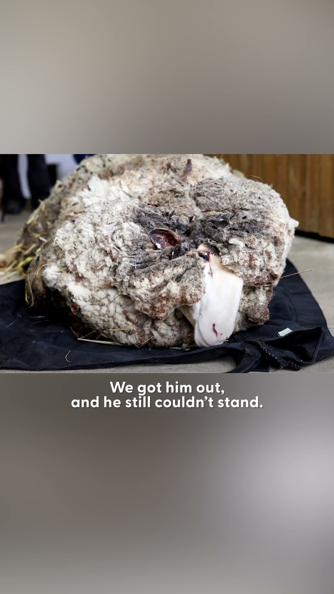 Sheep Covered In Over Eighty Pounds Of Wool Gets A Makeover | The Dodo