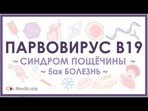 Парвовирус - симптомы, диагностика, лечение