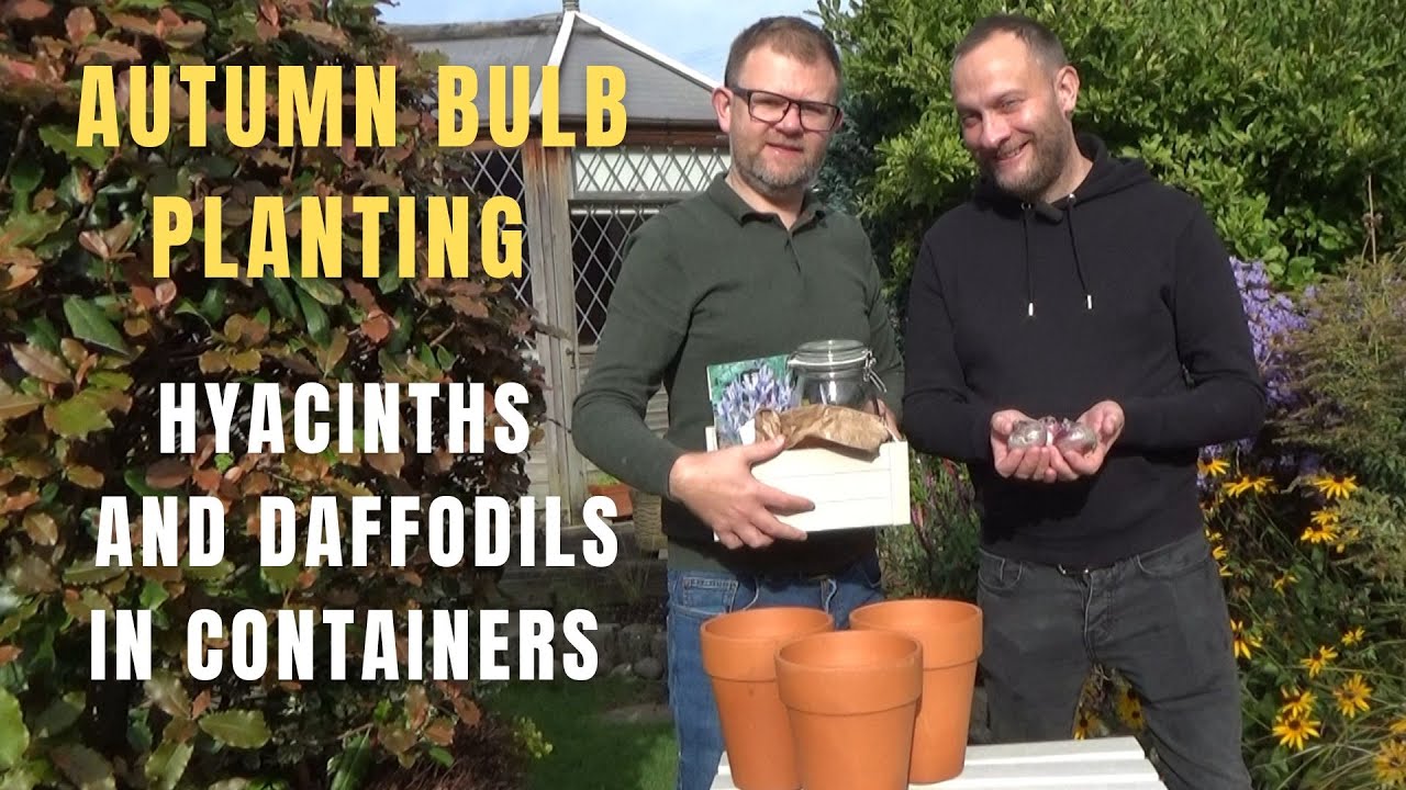 Planting Hyacinths and Daffodils in Pots Autumn Bulb Planting How
