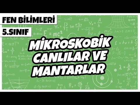 Video: Mantarların 1 Milyon Değeri Neye benziyor?