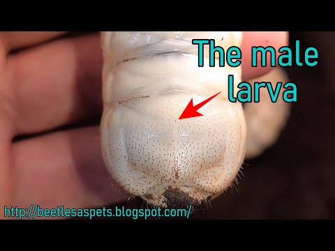 How to tell the difference between male and female flower beetle larvae.
