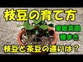 枝豆の育て方　枝豆と茶豆の違いは？