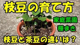 枝豆の育て方　枝豆と茶豆の違いは？