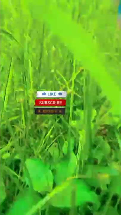 cinematik video suasana alam bebas #shorts #shorts2022 #trending