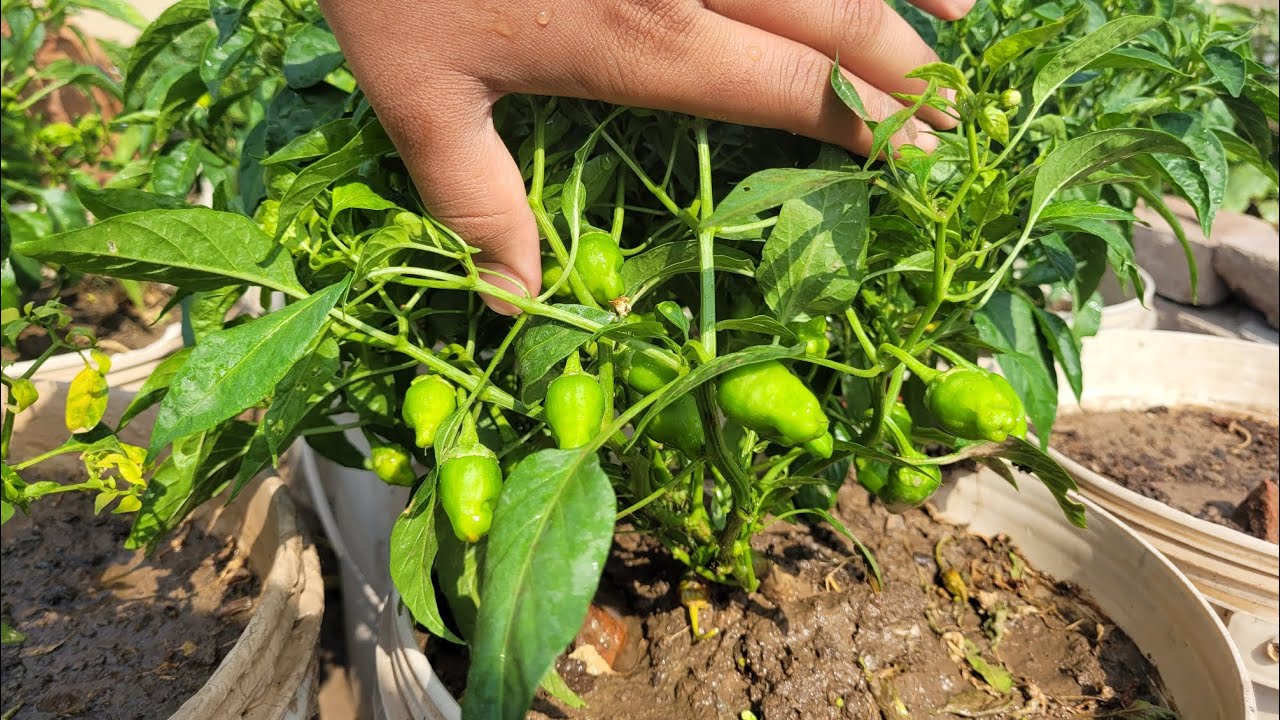 chilli plant complete information - YouTube