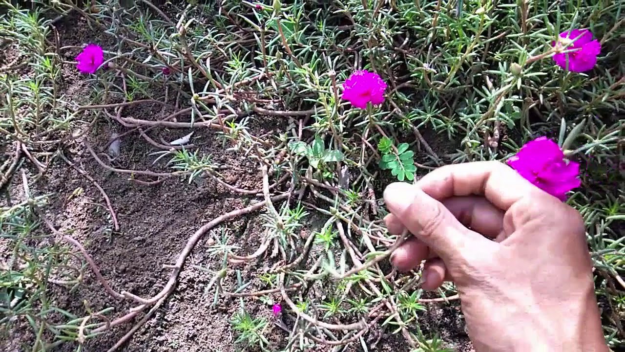 Tanaman Bunga Unik Tumbuh Dengan Mudah Di Pekarangan Rumah Youtube