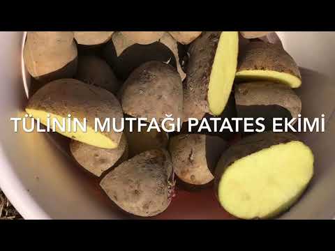 Video: Patates için Mayıs 2020'de uygun ekim günleri