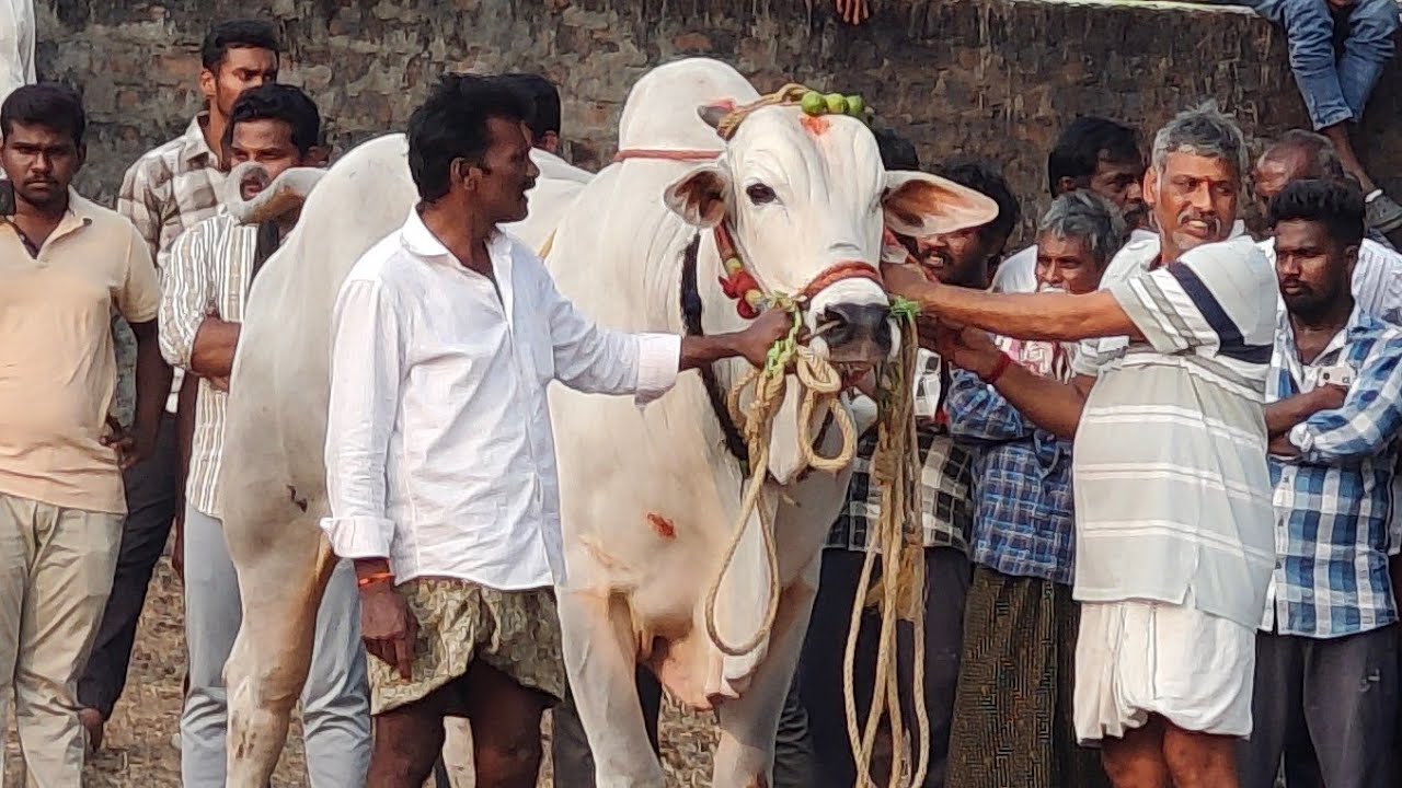 బనిగండ్లపాడు 2 వ  జత PSR BULLS ఈశ్వర్ ప్రణయ్ యాదవ్ గారు రెంటచింతల పల్నాడు జిల్లా
