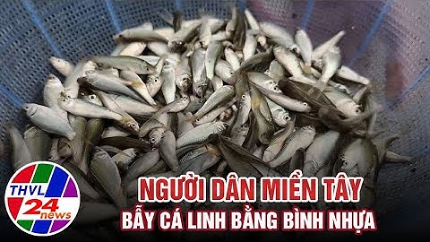 Người dân miền Tây bẫy cá linh bằng bình nhựa