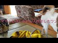 【保護猫】子猫をキャリーケースに誘導して入れる犬 未公開映像〜其の2