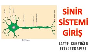 Download Sinir Sistemi Giriş | Anatomİ Sİstemler Konu Anlatimi -5 | önlisans-lisans | Video MP3 Sinir Sistemi Giriş | Anatomİ Sİstemler Konu Anlatimi -5 | önlisans-lisans |