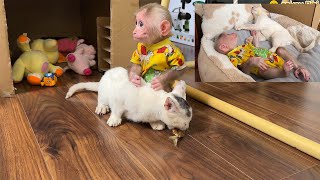 Super smart! Monkey BiBi helps dad take care of kittens!