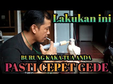 Video: Cara Memberi Makan Kakatua