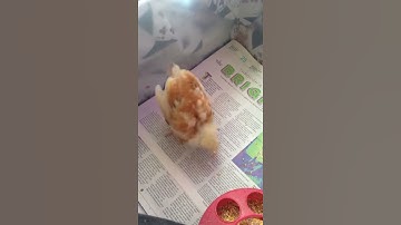 Thumbnail of Chicken chases laser pointer