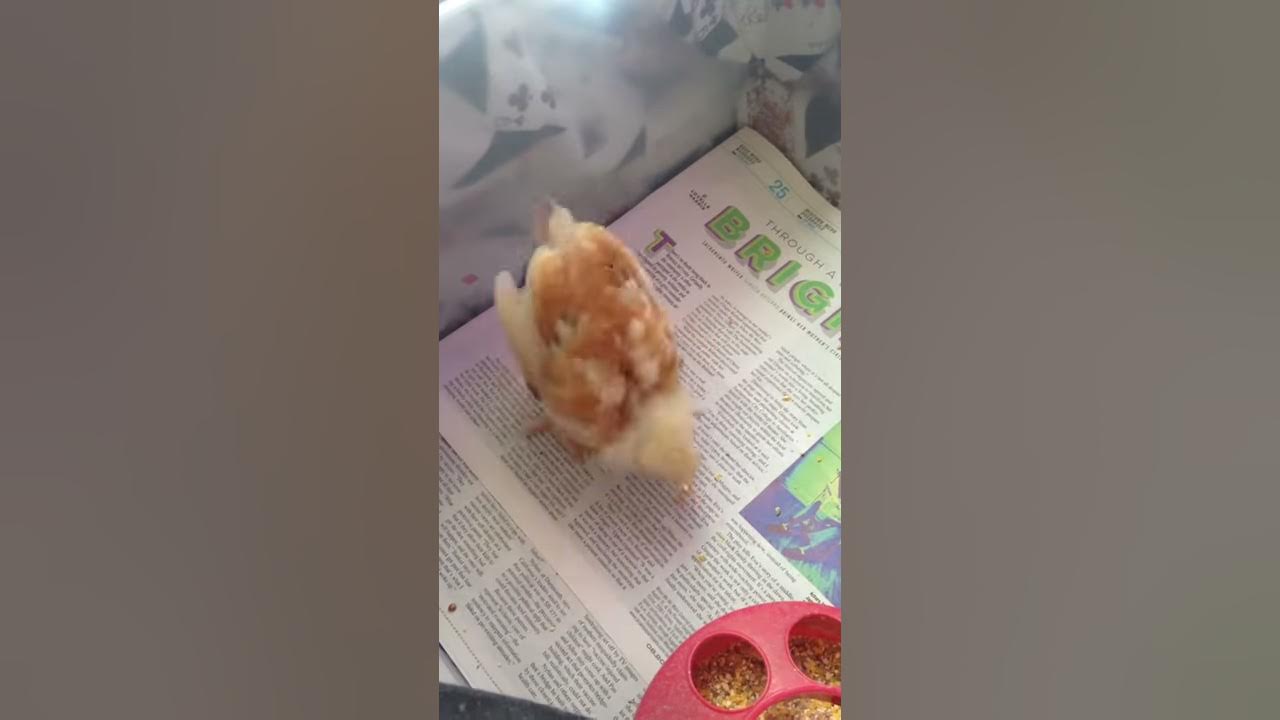 Chicken chases laser pointer