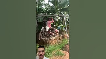 Vận Chuyển Chuối Tại Trang Trại Chuối Lớn