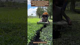 Portable Trimmers on Tea Farms