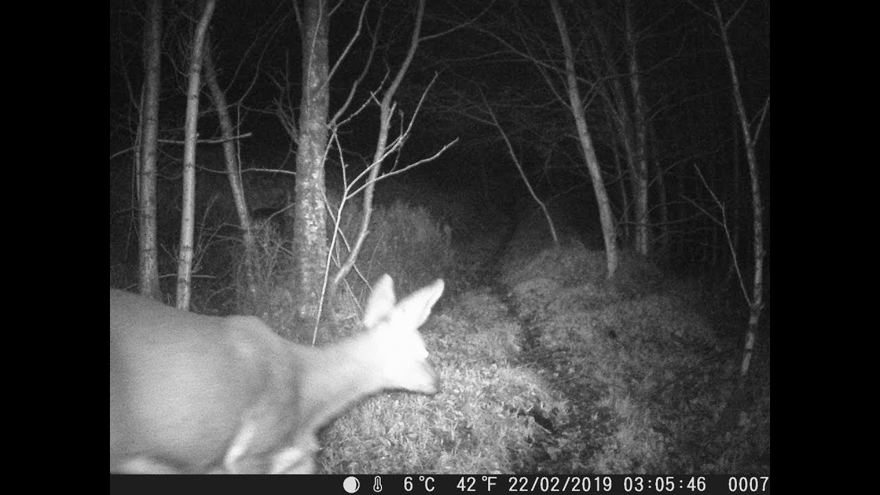 1080P 16MP Campark Trail Game Camera FHD Hunting Wildlife Cam 3 PIR Night Vision 