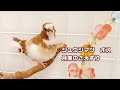 【ジュウシマツ オスのさえずり】十姉妹 月美 1才 オス のさえずりです　鳴き声　pinohana