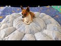 bebek yatağı yapımı - baby nest - köpek yatağı nasıl yapılır