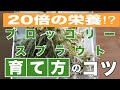 【栄養ブロッコリーの20倍⁉】ブロッコリースプラウト栽培方法【保存版】