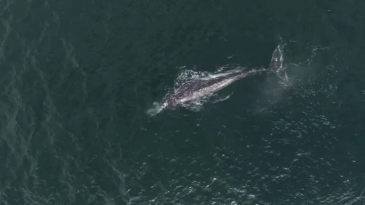 Studying whales in the least invasive way possible