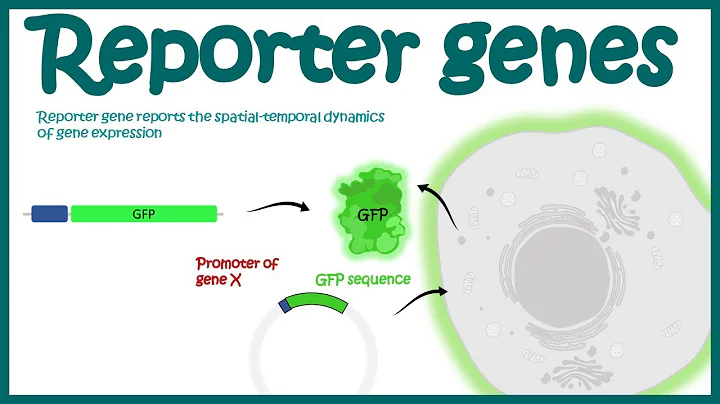 Reporter gene | Reporter genes and their importanc...