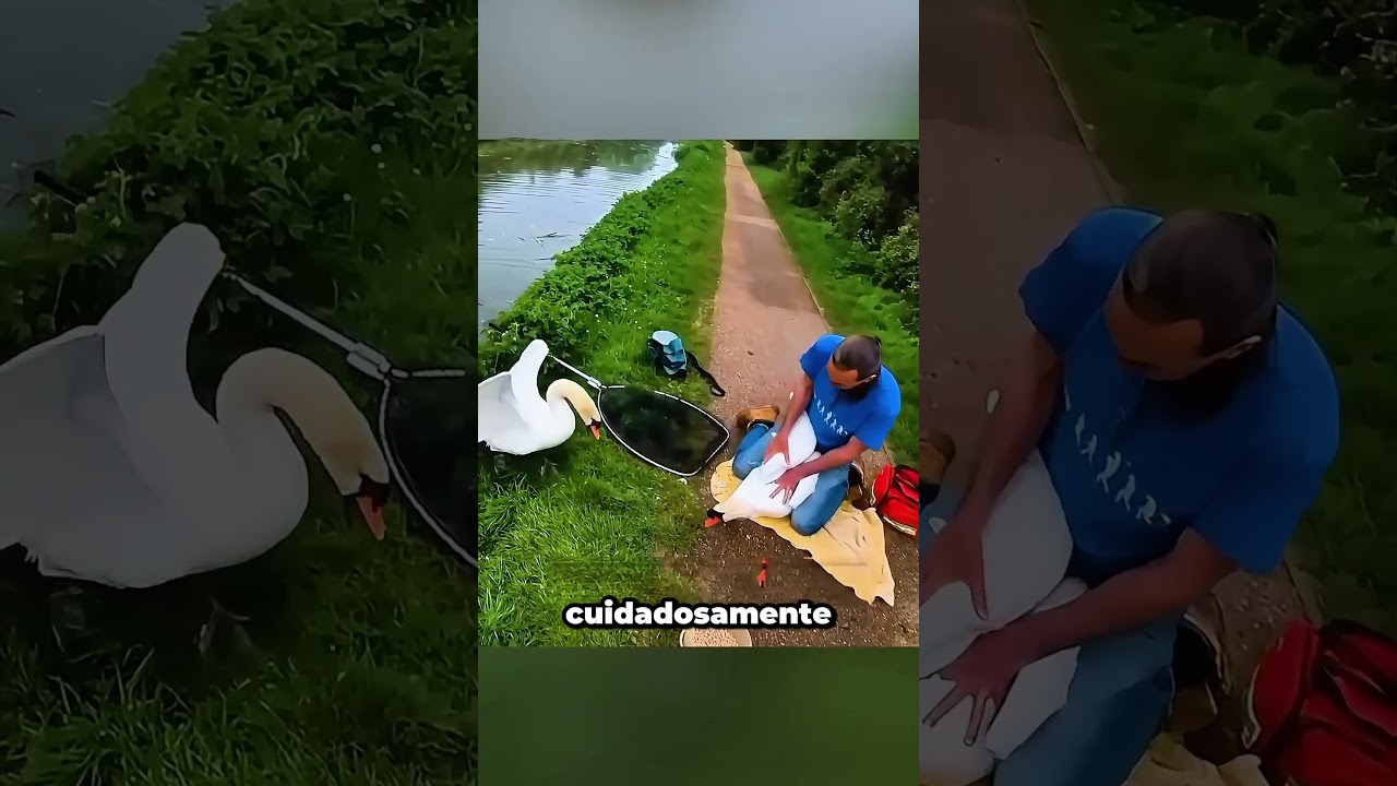 El grito de auxilio de este cisne #rescue #animals #shorts