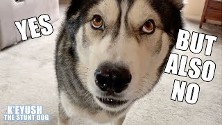 Arguing With My Husky About Going Out | He Goes CRAZY!