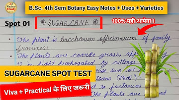 गन्ना (Sugarcane) Spot Test | BSc 4th Sem Botany | Full Notes + Uses