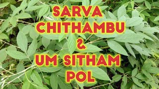 Video-Miniaturansicht von „Sarva Chhithambu (Telugu) | Um Sitham Pol (Tamil) | Harmonica Hymns | Song on God's Will“