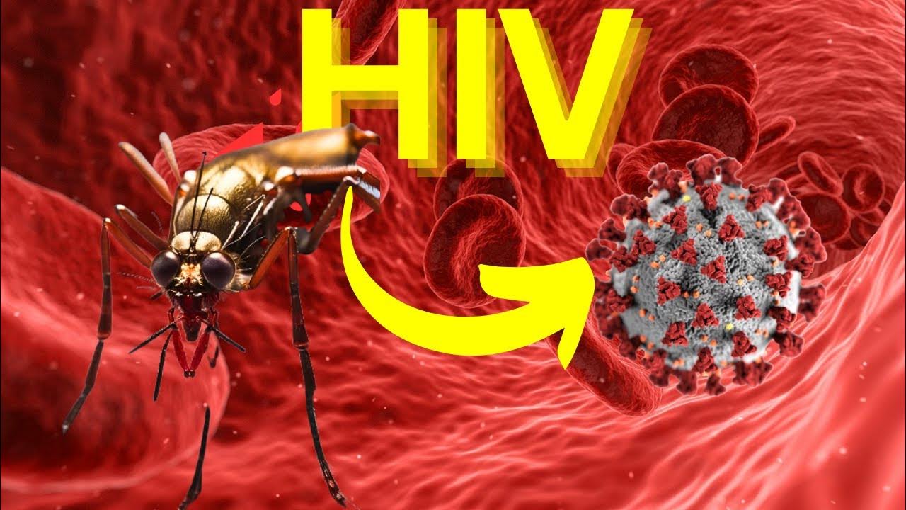 Busting the myth Can Mosquitoes transmit HIV YouTube