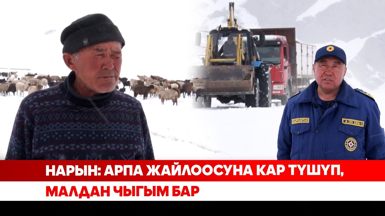 Нарын: Арпа жайлоосуна кар түшүп, малдан чыгым бар